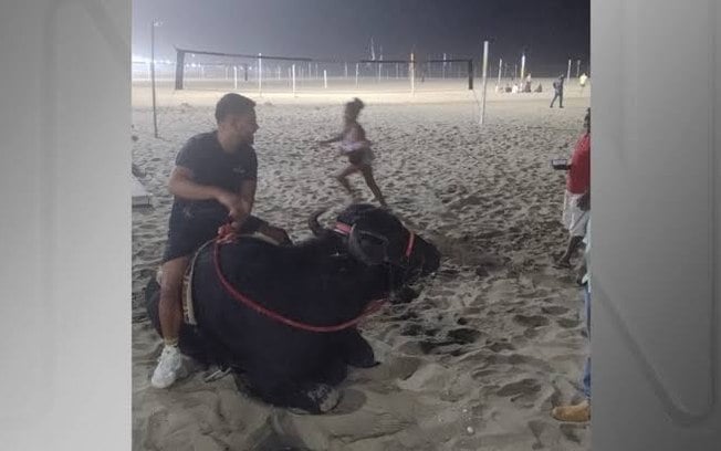 Buffalo wordt gespot terwijl hij duikt in Copacabana en de eigenaar legt uit: “Hij heeft een droom waargemaakt”